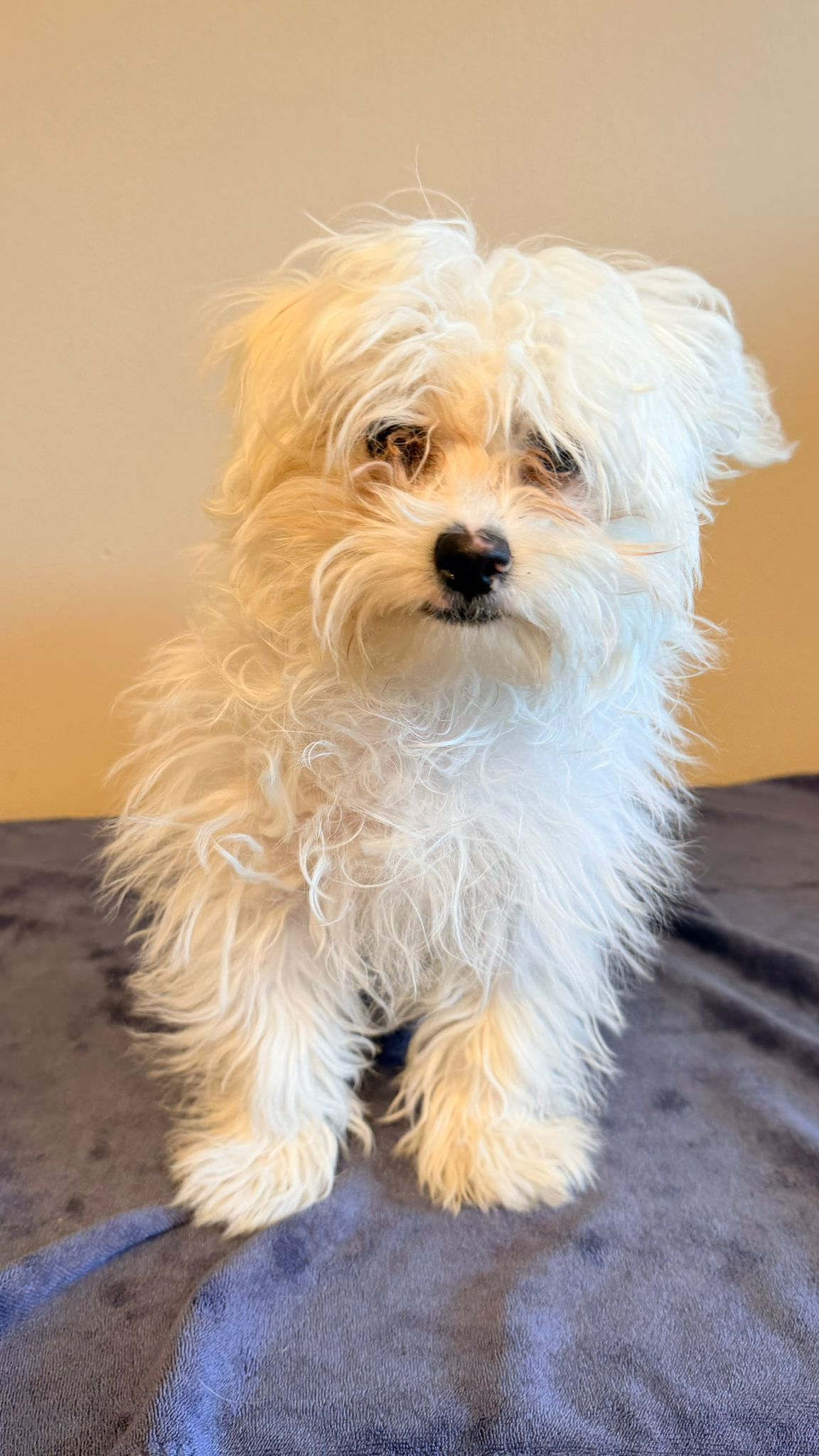 fellnase_salon_puppy1