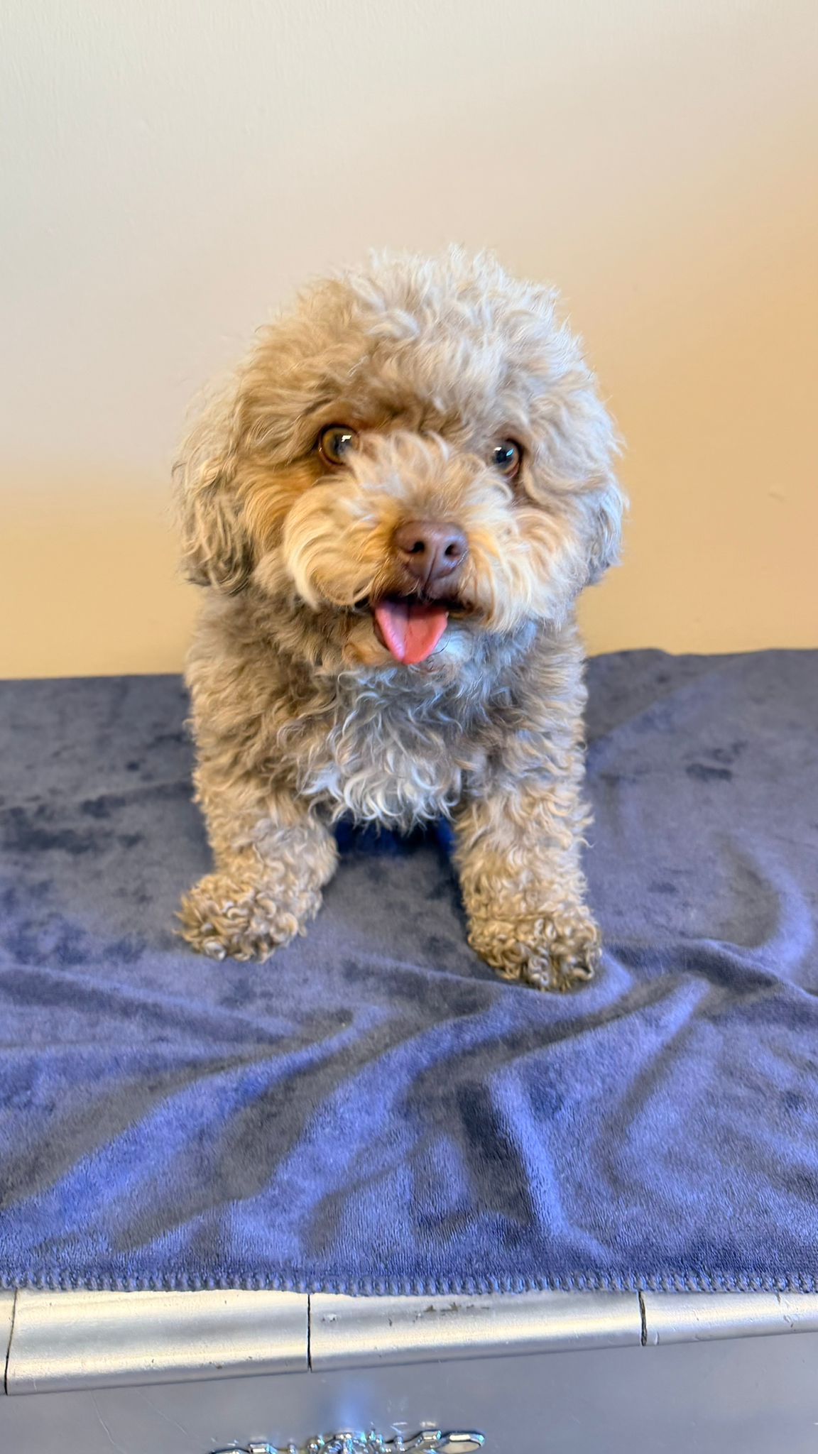 fellnase_salon_puppy2