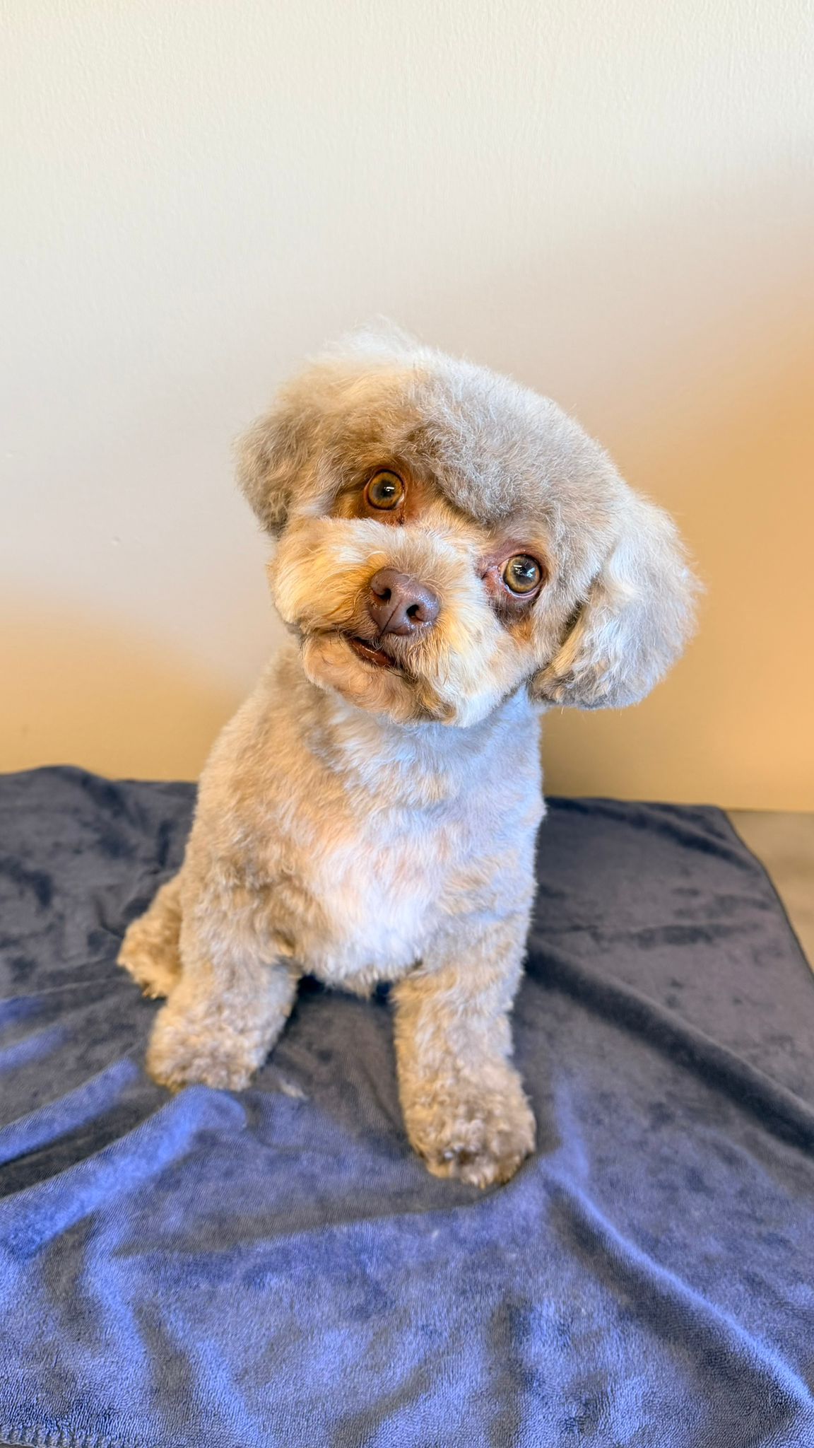fellnase_salon_puppy3