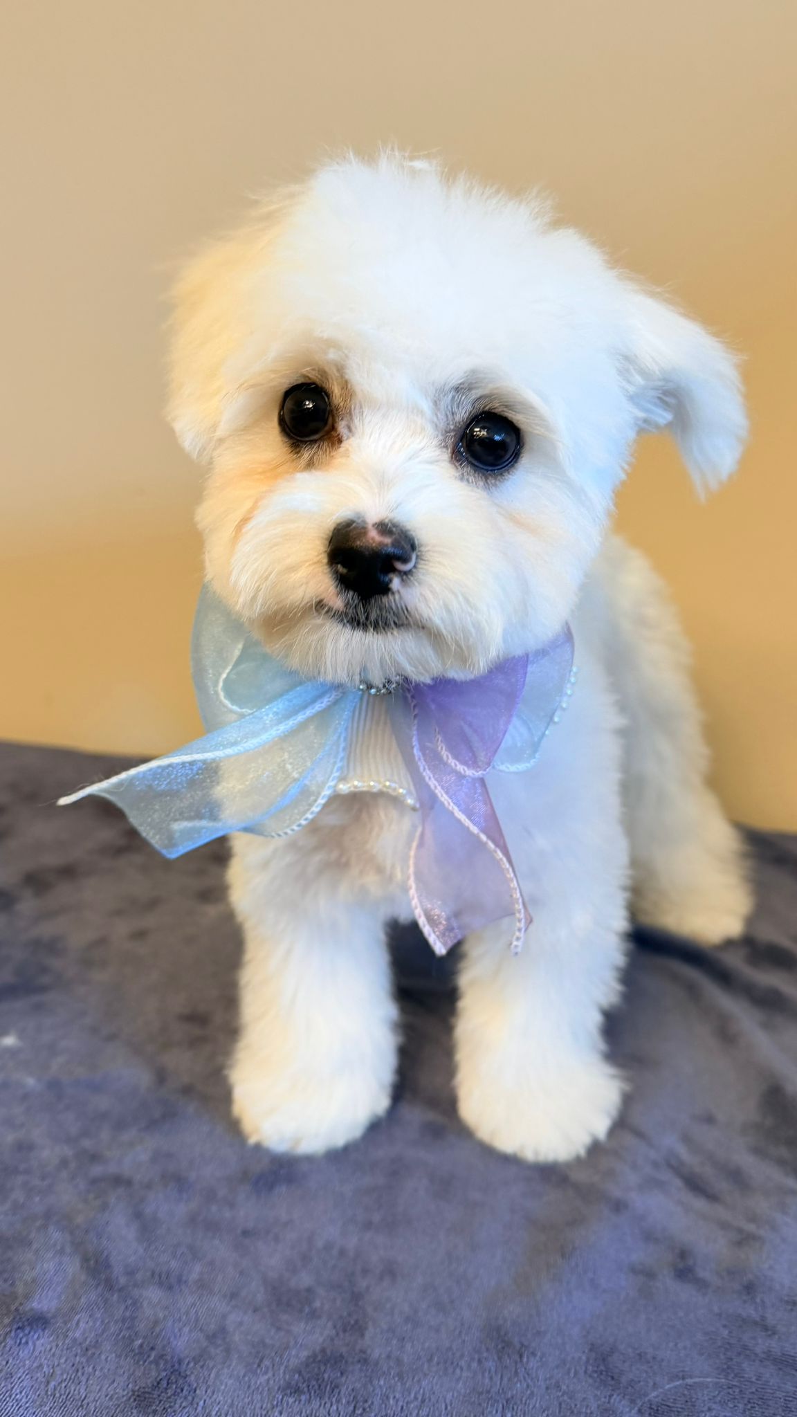 fellnase_salon_puppy4